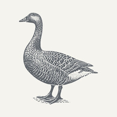 Detailed black and white engraving of a stately goose on a white backdrop.
