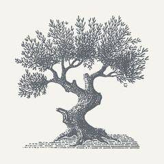 A detailed black and white illustration of a beautiful olive tree in full view.