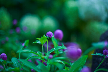 小さきもののための、優しい光.