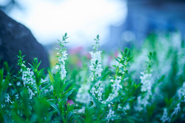 小さきもののための、優しい光