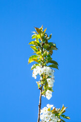 detail of blooming apple or cherry fruit i
