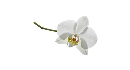 Elegant white orchid bloom with delicate petals and a green stem, isolated on a clean white background, showcasing natural beauty and purity