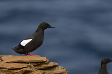 Black Guillemot Perched on a Cliff, Orkney, Scotland