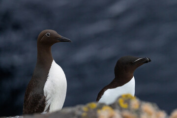 Guillemot and Razorbill Perched on a Cliff, Orkney, Scotland