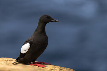 Black Guillemot Perched on a Cliff, Orkney, Scotland