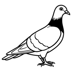 Vector art of a distinguished pigeon with a dark neck is isolated on white background, showcasing its unique markings and serene posture
