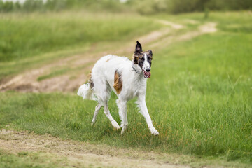 White Dog Running on a Country Road