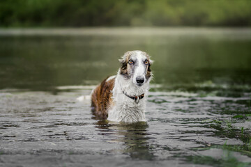 Dog Swimming in a Lake