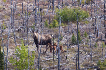 Baby moose feeding from mother