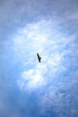 Greifvogel im Flug vor blauem Himmel mit Wolken