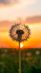 Dandelion at sunset (2)