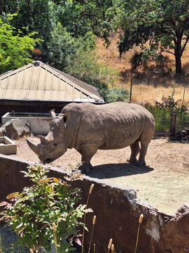 Rhino being fed grass by zoo keeper