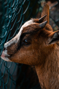 Babyziege Portr&auml;t &ndash; s&uuml;&szlig;es Zicklein mit H&ouml;rnern in Nahaufnahme