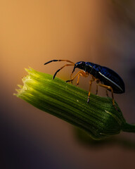 Macro shot of a metallic leaf beetle feeding on a flower bud