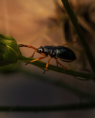 Macro shot of a metallic leaf beetle feeding on a flower bud