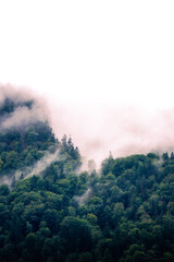 Steilhang im Nebel &ndash; dramatische Waldkante trifft wei&szlig;e Leere