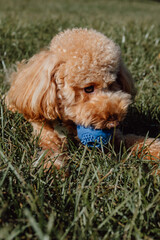 Closeup portrait of cute toy poodle playing with ball outside