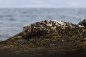 Harbour Seal on a Rock, Pittenweem, Scotland