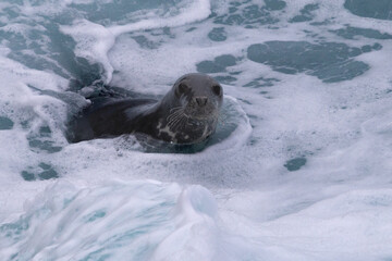 Harbour Seal in the Surf, Orkney, Scotland