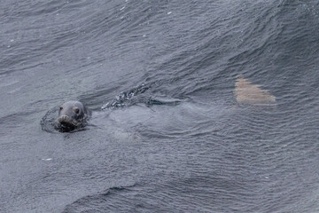 Harbour Seal in the Sea, Orkney, Scotland