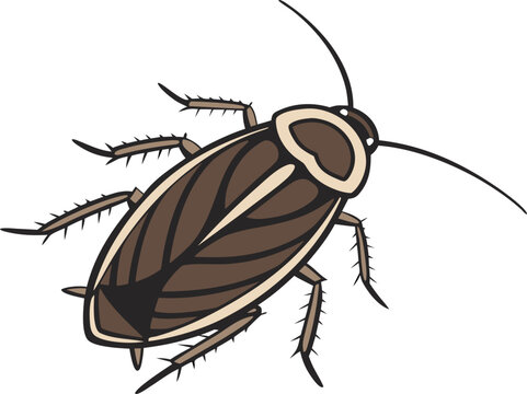brown cockroach insect isolated on white clip art preview