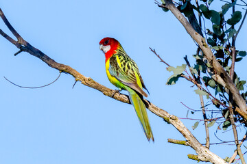 Eastern Rosella on a tree branch