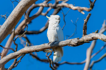 Sulphur-crested Cockatoo perched on a branch in a dead tree