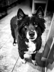 Black and white portrait of dog