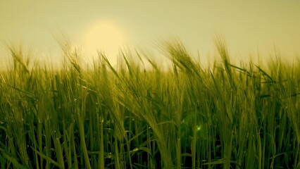 green wheat at sunset field. summer plantation landscape. farming concept. agriculture. ears wheat leaves sway wind. young fresh grain. growing food agriculture. natural organic rural industry yields
