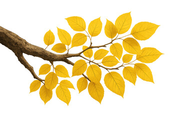 Branch with yellow autumn leaves showing veins on transparent background