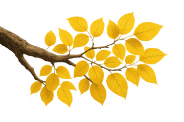Branch with yellow autumn leaves showing veins on transparent background