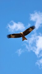 Fototapeta premium Bird soaring in clear sky