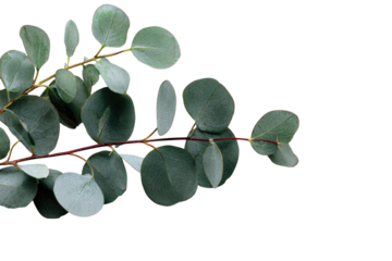 Close-up of eucalyptus leaves and branches