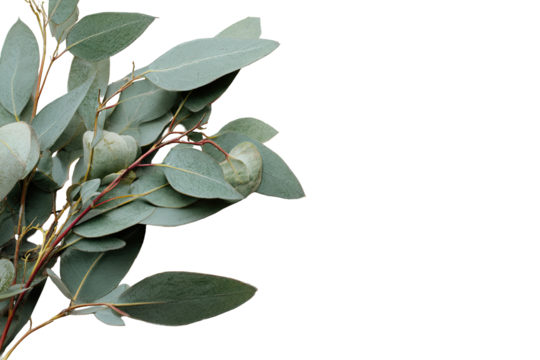 Close-up of eucalyptus sprigs.  Green leaves and stems arranged in a cluster, with a dark background