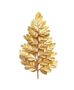 A single golden fern frond isolated on a transparent background