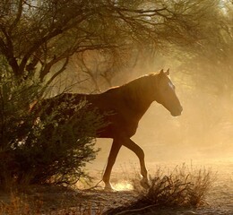 Wild Horse at Sunrise in Desert