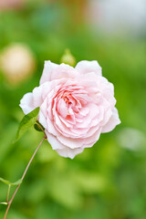 Light pink English rose in full bloom captured with shallow depth of field on a natural green background. Elegant and romantic floral macro shot.