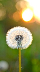 Dandelion seed head in sunset light