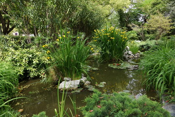 pond in garden