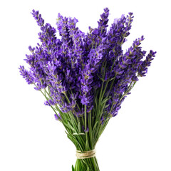Fototapeta premium Bouquet of Fresh Blooming Lavender Flowers with Green Leaves on Transparent Background