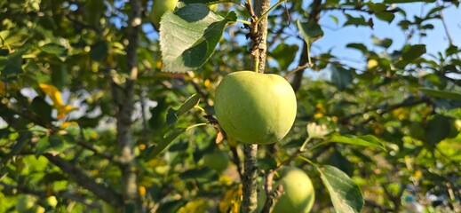 green apple tree