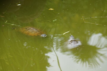 snail on a leaf