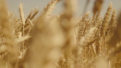 Agriculture. field with golden wheat wind. agribusiness concept. farming. farm grown grain. natural organic biological world fresh young wheat. summer harvest time agriculture field. beautiful seeds.