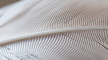 Close-up of a delicate white feather wing, showcasing intricate details in soft, focused light.

