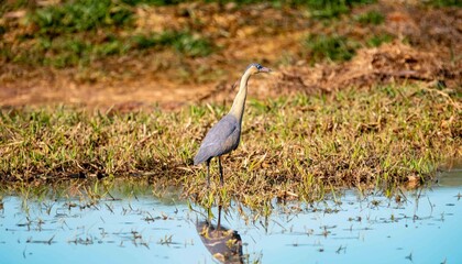 The whistling heron (Syrigma sibilatrix) is a medium-sized, often terrestrial heron of South...