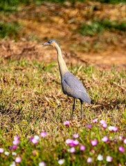 The whistling heron (Syrigma sibilatrix) is a medium-sized, often terrestrial heron of South...