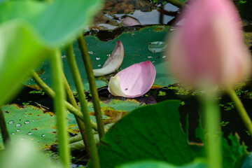 浮かぶ花びら