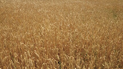 agriculture, wheat field in rural farmer's land, business technology for growing rye on...