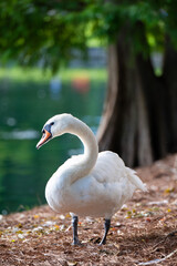 A graceful white swan stands near a serene lake in Orlando, Florida, surrounded by pine needles and cypress trees on a bright, peaceful day.