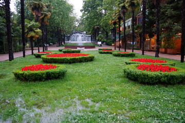 garden with flowers